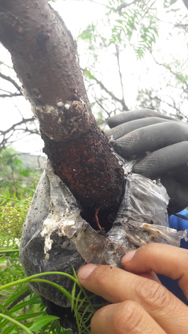 Revisión 15 Abertura del Acodo