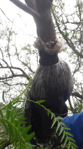 Revisión 5 Abertura de la Funda