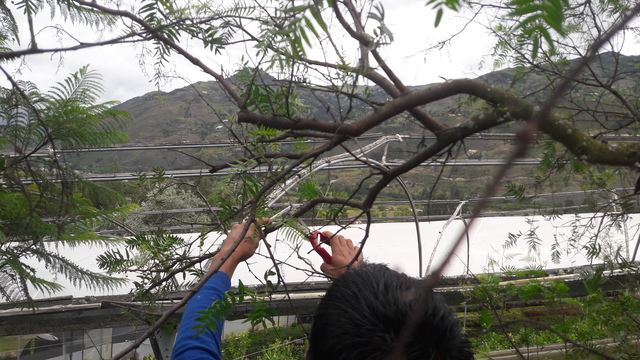 Revisión 8 Poda del Acodo