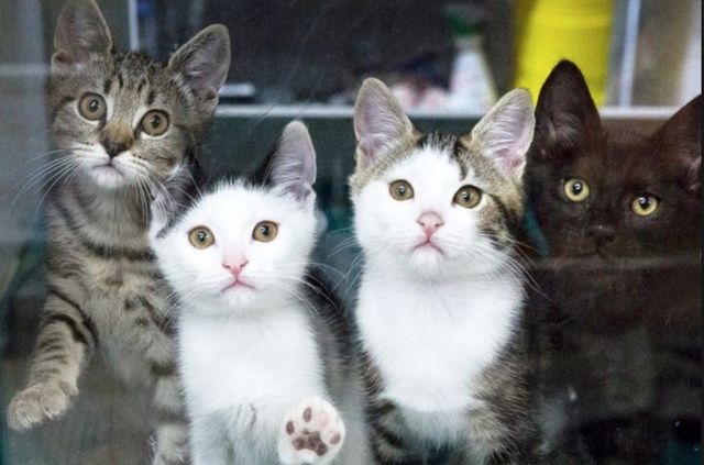 Record number of cat adoptions for WA shelter