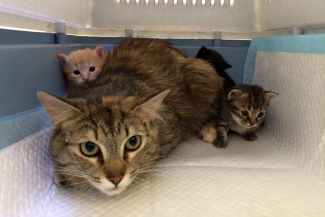 Cat Haven backs new cat laws