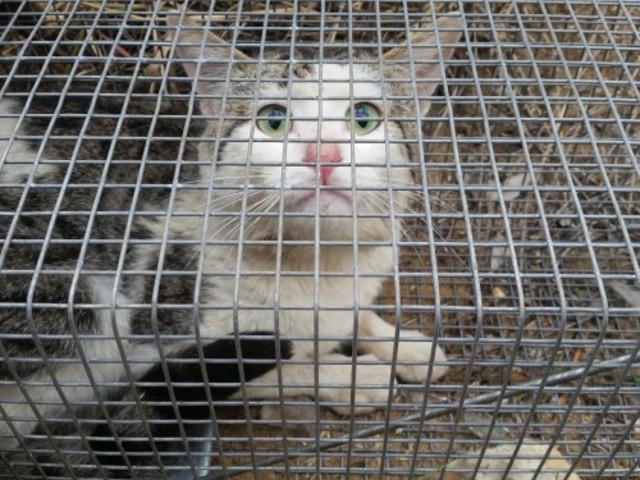 WA’s cat count set to decrease