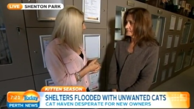 Shelters flooded with unwanted cats