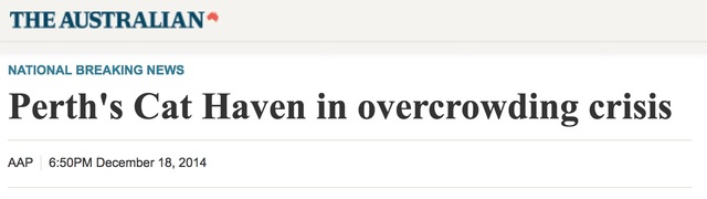 Cat Haven in overcrowding crisis