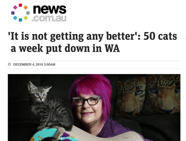 Half of all stray cats end up dead.