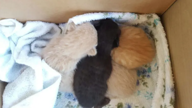 "Global warming" causes kitten surge