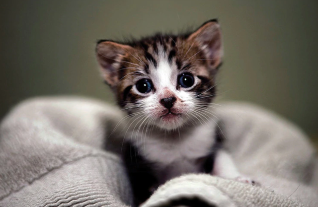 Cat owners ignoring new law