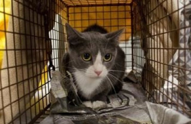 Kalamunda Shire invests in cat laws