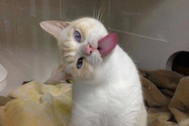 "Late kitten season" record impoundments