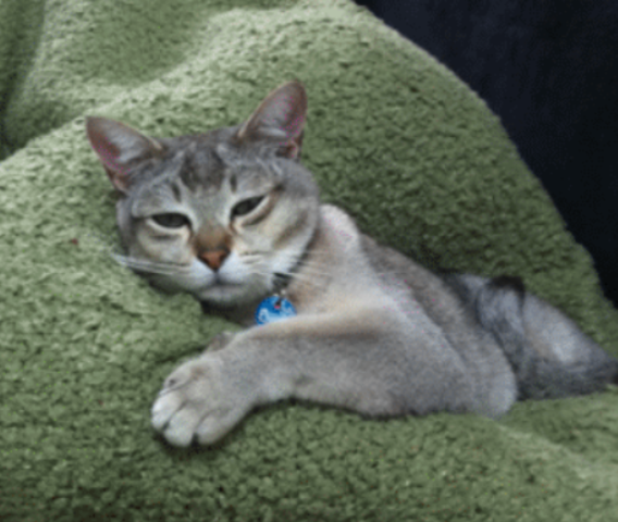 93% of owned cats already desexed