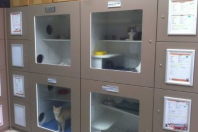 Cat Haven ~ Success! 25% drop in impounds