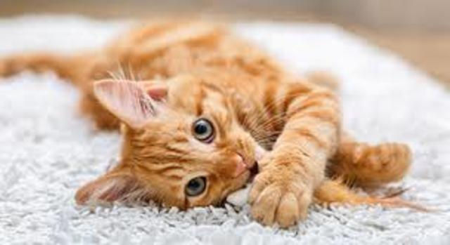 Council to have more power than Police