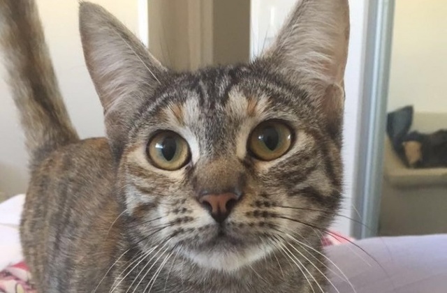 Rangers will use "common sense"