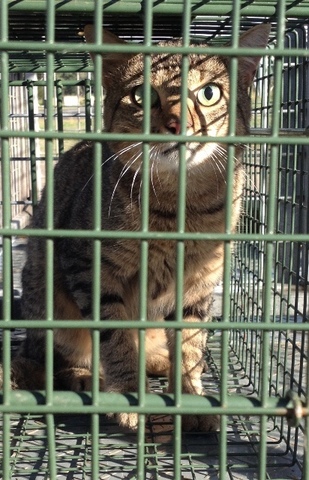 Sterilise cats or face fine, owners told