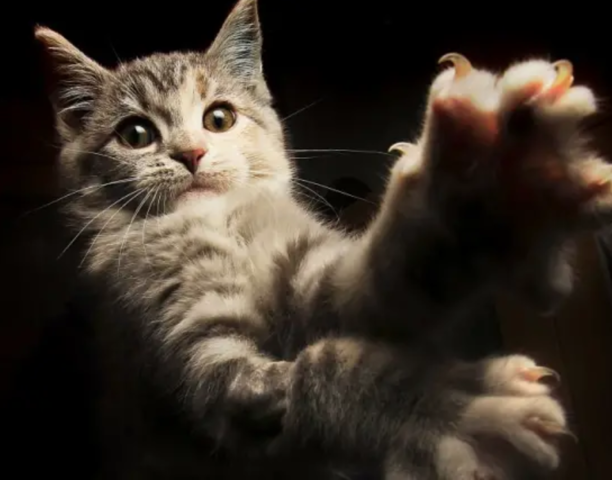 8111 cats impounded at the Cat Haven