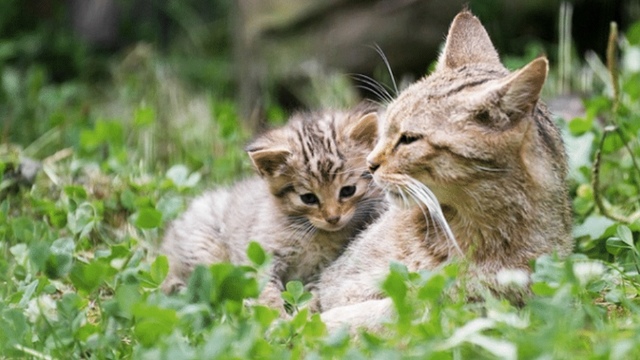 Cat Haven - "Too early" to evaluate impact.