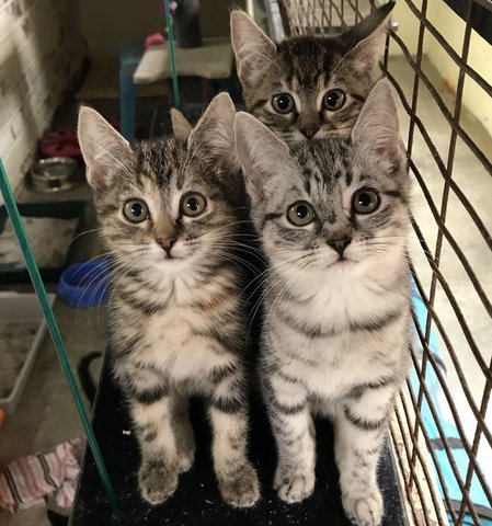 Cat Haven reaches 'breaking point'