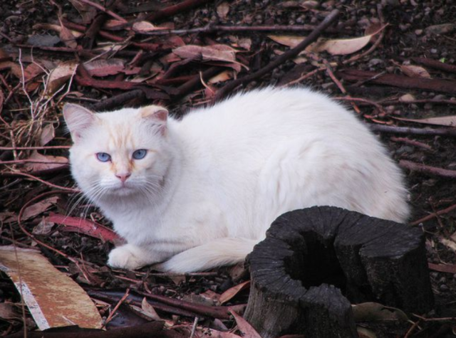 Laws could encourage cruelty: vet