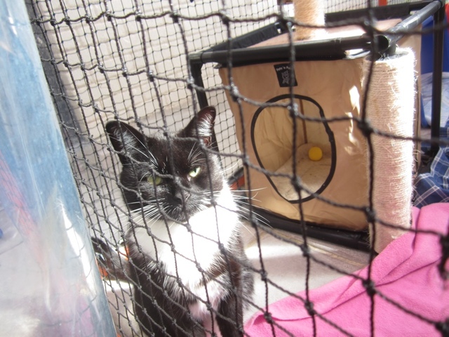 Cat Haven offers few options for cats