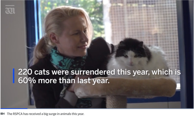 New cat pound increases RSPCA cat intakes