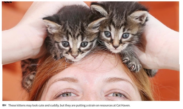 Record cat influx puts strain on haven