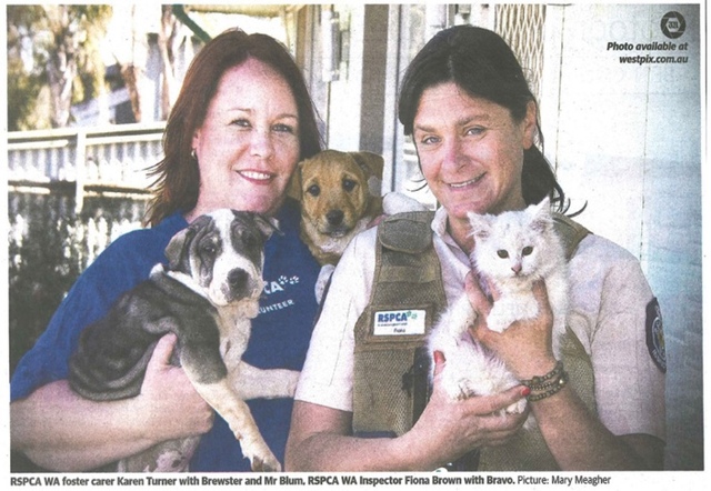 Kalgoorlie-Boulder RSPCA sees spike of cats