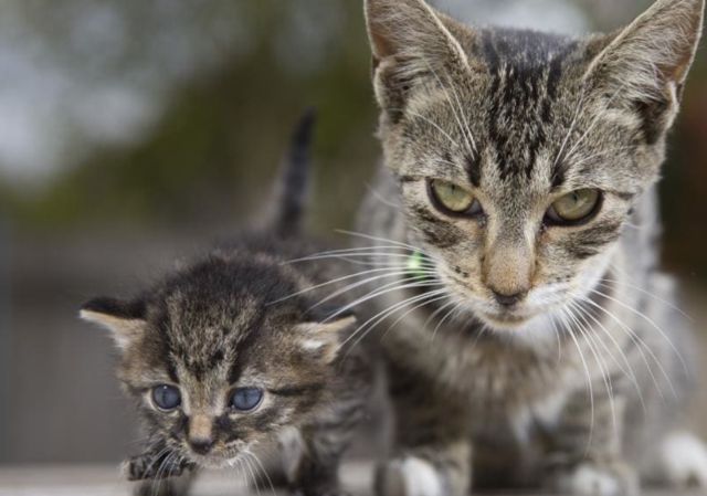 Handouts to help police new cat laws