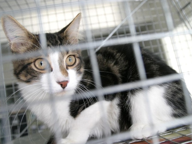 Murray Shire Council supports cat laws