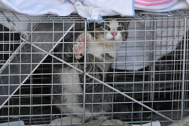 High cost of new cat law