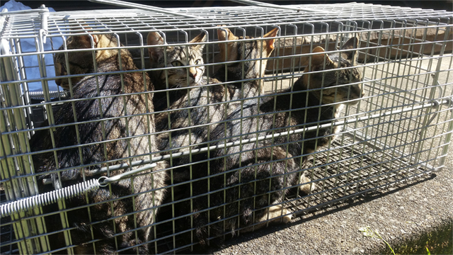 New cat laws to force desexing