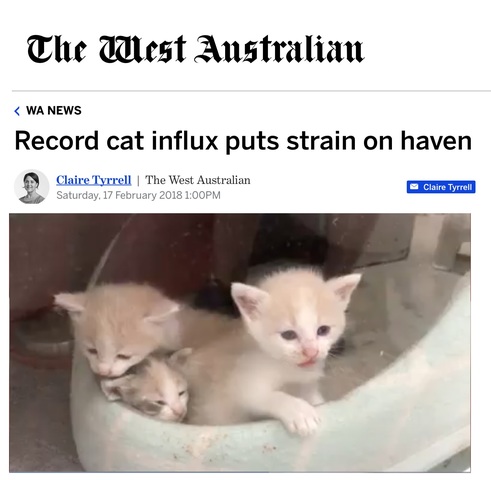 8500 cats impounded at Cat Haven last year