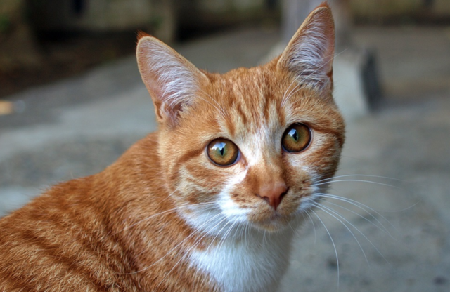 Shire President slams "virtually unenforceable" laws