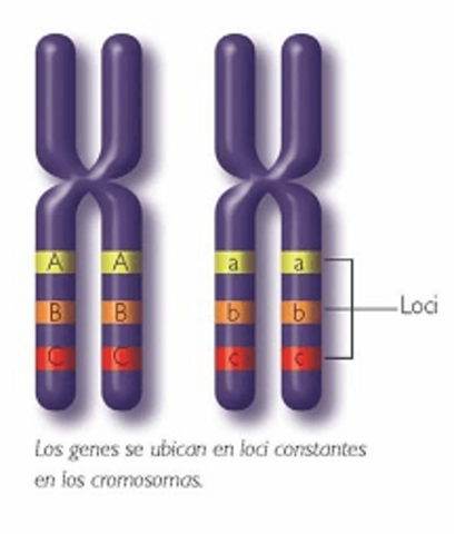Genes en cromosomas