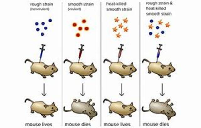 Experimento de Griffith