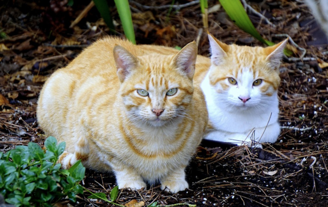 Cat laws a drain on council resources