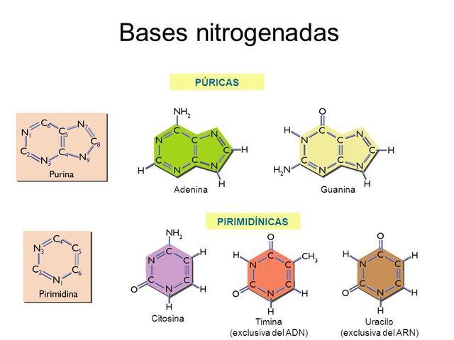 ADN como fibra compuesta  de bases nitrogenadas