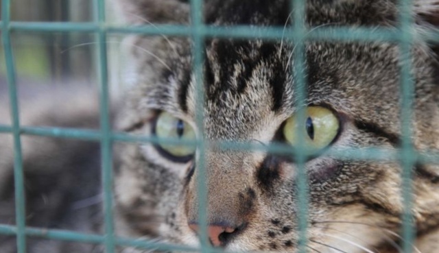 Geraldton Council using cat laws to trap cats