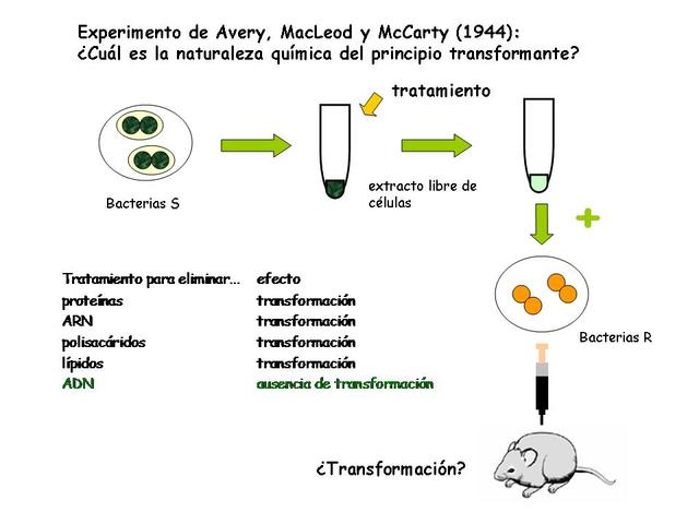 Confirmación del principio transformador