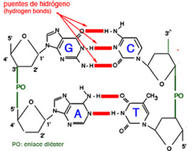 los nucelotidos  se unen a través de enlaces fosfodiester