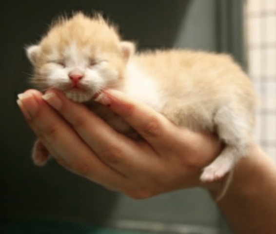 Cat Haven full before Christmas