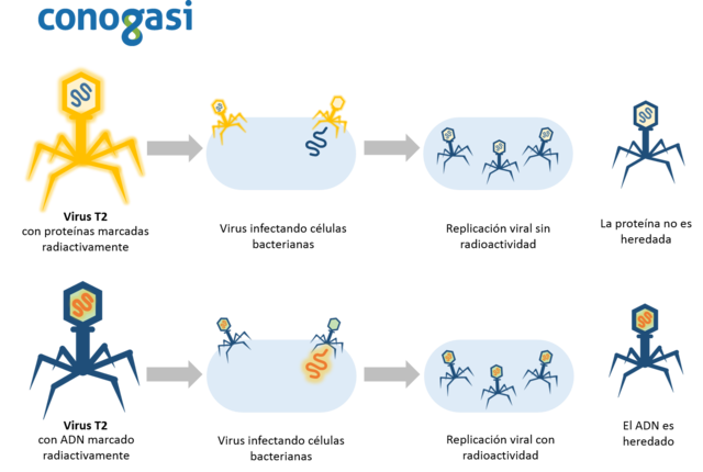 ADN como principio transformante-Experimento con bacteriófagos marcados radioactivamente