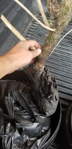 Observacion de acodos aereos