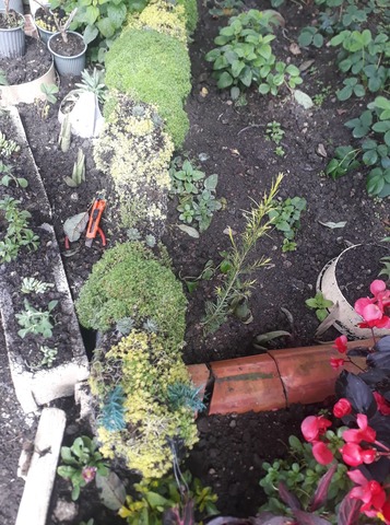 Revicion de la topiaria