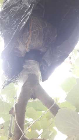 CONTROL DE RAICES DOS