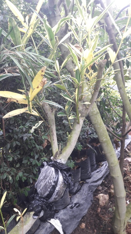 CONTROL DE RAICES DOS