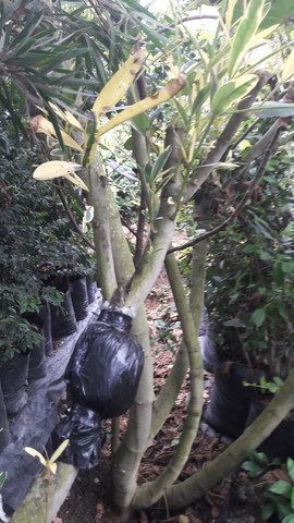 CONTROL Y RIEGO SEIS