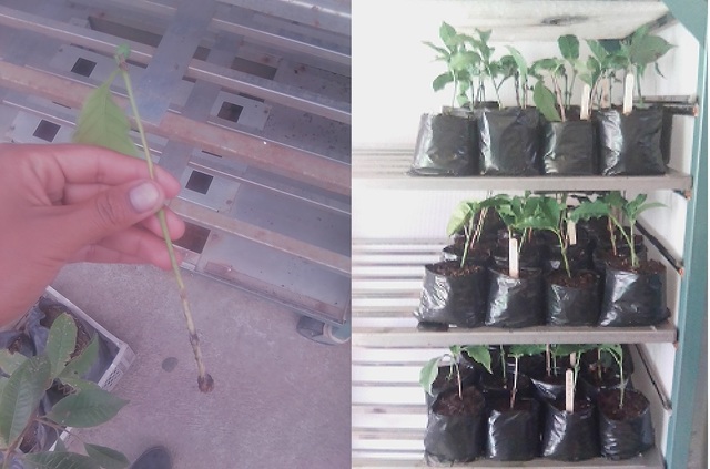 ESQUEJES A LOS 3O DIAS DESPUES DE LA SIEMBRA