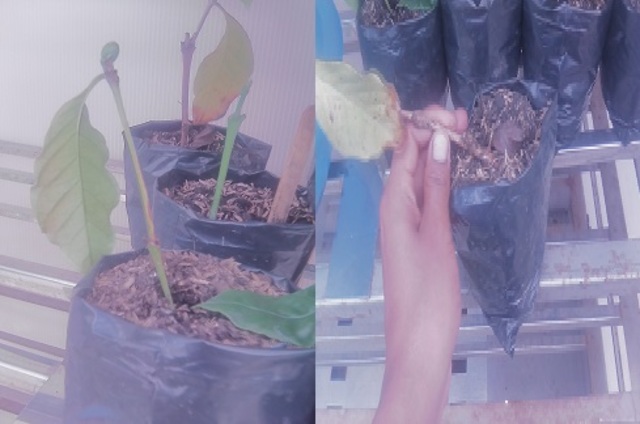 ESQUEJES A LOS 60 DÍAS DESPUÉS DE LA SIEMBRA