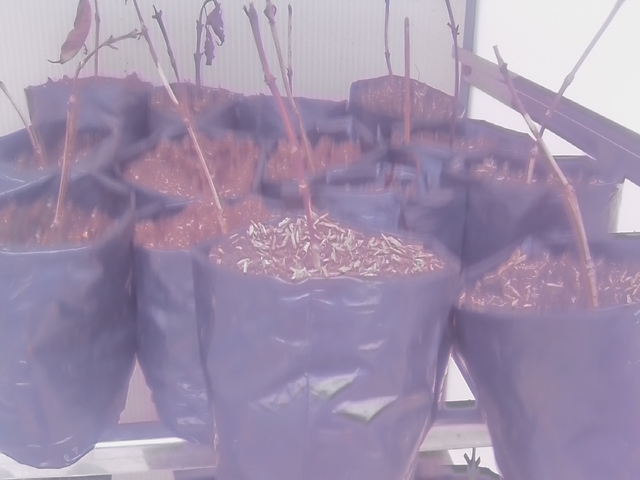 ESQUEJES A LOS 70 DIAS DE LA SIEMBRA