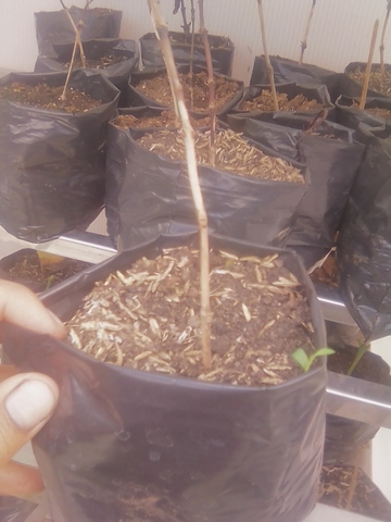 VARIABLES FINALES A MEDIR